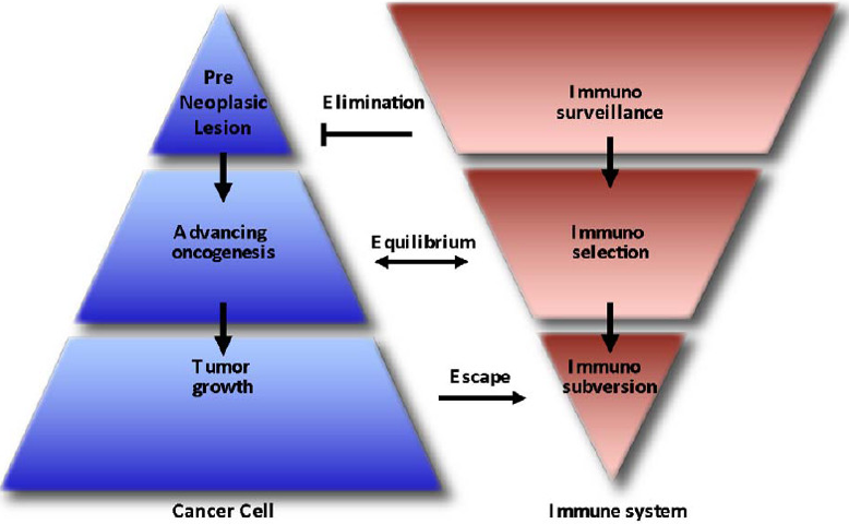 Cancer and Immune System